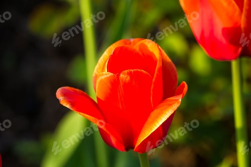 Preview: Colorful Tulips In Early Spring In The Garden