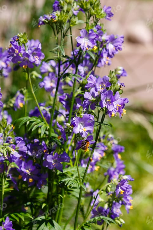 Preview: The Bee Collects Nectar On The Flowers Of Polemonium Blue. Polemonium Caeruleum, Known As
