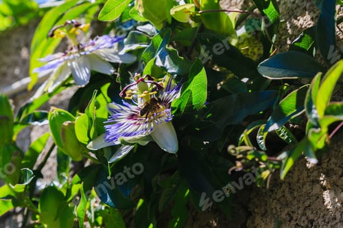 Preview: Blue Flower Or Passiflora (Passiflora Caerulea) Leaves In Tropical Garden. Beautiful Passion Fruit