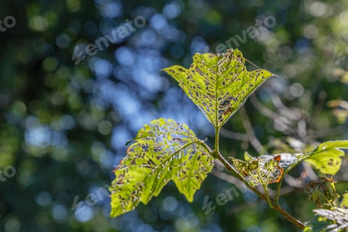 Preview: The Leaves Of The Plants Damaged By The Caterpillar Pest. Insects Pests In The Garden.