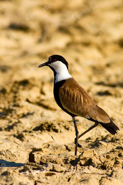 Preview: Nature And Bird. Spur Winged Lapwing. Vanellus Spinosus. Drought Nature Background.