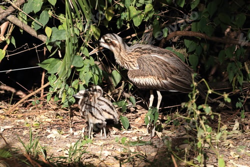 Preview: Bush Stone-Curlew Or Bush Thick-Knee (Burhinus Grallarius) With Chicks, Australia