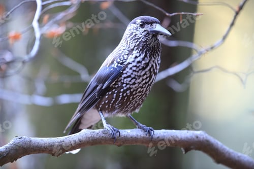 Preview: Spotted Nutcracker, Eurasian Nutcracker Black Forest Germany