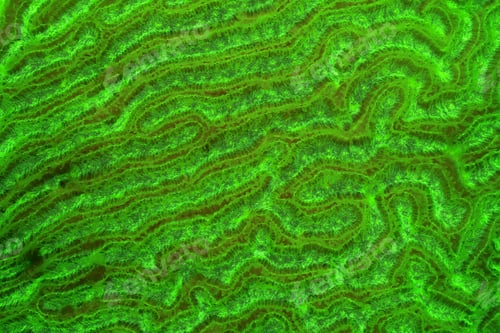 Preview: Abstract Background : A Close Up Of Hard Coral Under Fluorescent Light