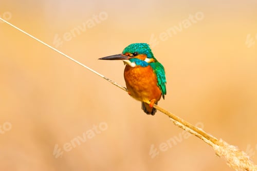 Preview: Cute Bird Kingfisher. Yellow Nature Background. Common Kingfisher Alcedo Atthis