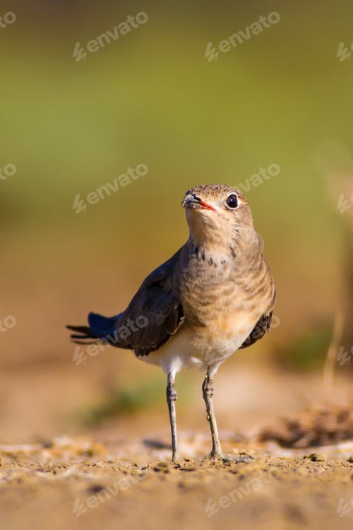 Preview: Cute Bird Collared Pratincole. Warm Colors Nature Background. Collared Pratincole / Glareola