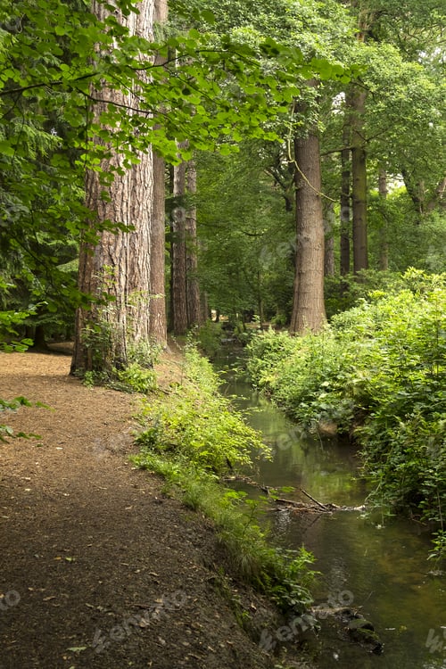 Preview: Woodland Scene