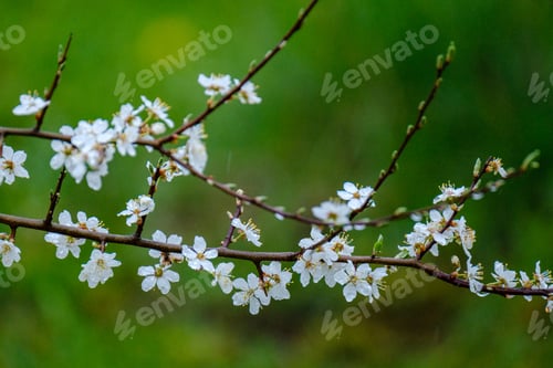 Preview: Small White Spring Flowers On Green Wet Background Surface Texture With Blur