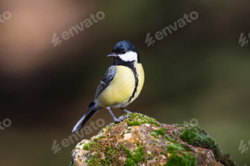 Preview: Cute Little Bird. Dark Green Nature Background. Bird: Great Tit. Parus Major.