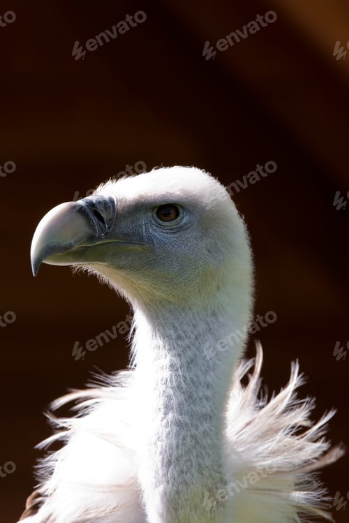 Preview: European Griffon Vulture (Gyps Fulvus Fulvus)