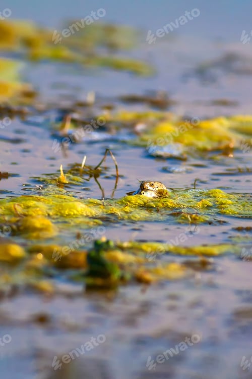 Preview: Swamp And Snake. Water Background.