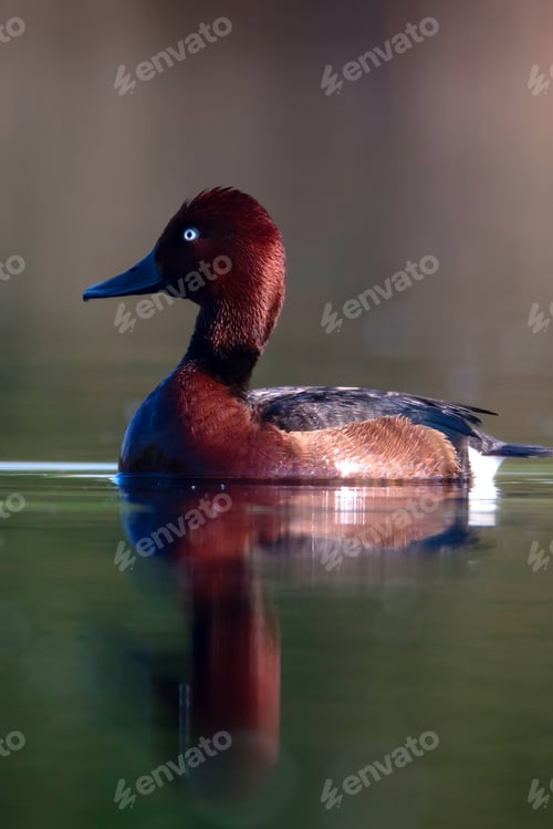 Preview: Swimming Duck. Natural Lake Habitat Background. Bird: Ferruginous Duck. Aythya Nyroca.