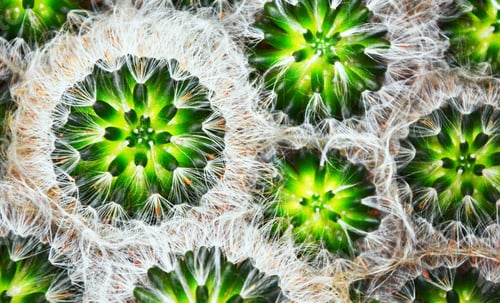 Preview: Cactus, Cactus Thorns, Close Up Thorns Of Cactus, Cactus Background