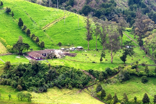 Preview: Landscape Of Wax Palm Trees (Ceroxylon Quindiuense) In Cocora Valley Or Valle De Cocora In Colombia