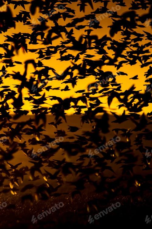 Preview: Flying Birds. Birds Silhouettes. Warm Color Nature Background. Bird Species; Common Starling