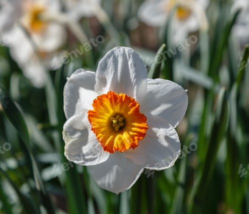 Preview: Narcissus (Lat. Narcissus) Is A Genus Of Plants Of The Family Amaryllidaceae. Narcissus Flowers