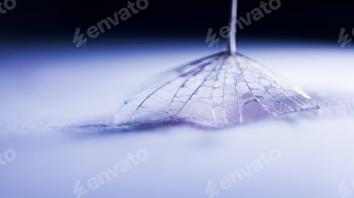 Preview: Macro, Abstract Composition With Colorful Water Drops On Dandelion Seeds