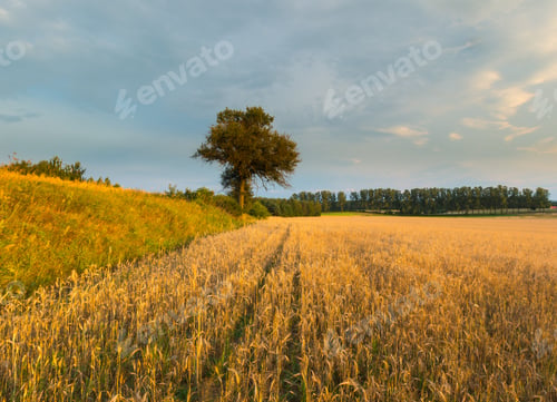 Preview: Rye Field Landscape