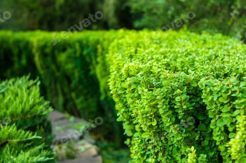 Preview: Early Summer Landscape, Old Park, Trees, Bushes, Green Grass, Bright Green Leaves