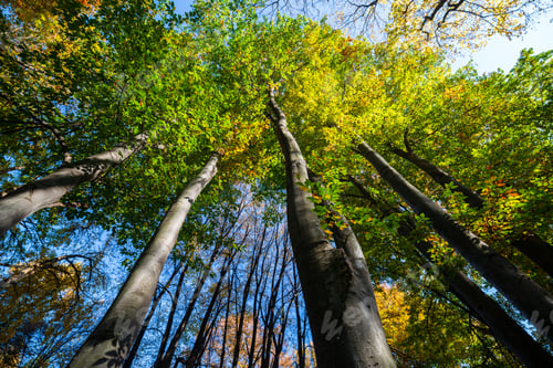 Preview: Sunlit Tall Trees From Below In The Forest