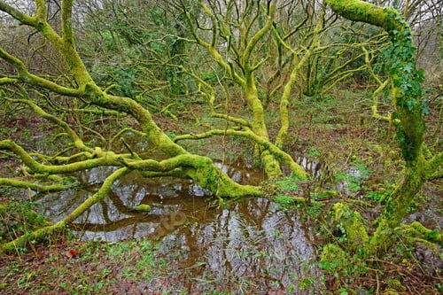 Preview: A Fallen Lichen And Moss Covered Tree In An Ancient Woodland Near St Cleer, Cornwall, Uk