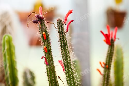 Preview: Cactuses In Balchik Botanical Garden
