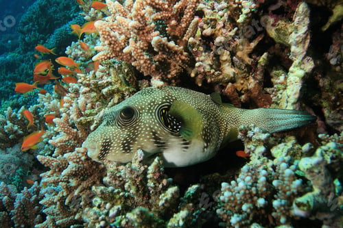 Preview: Whitespotted Puffer