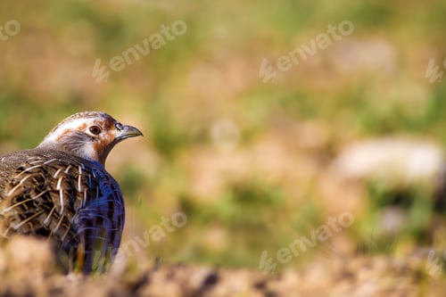 Preview: Partridge Portrait. Colorful Nature Background. Bird: Grey Partridge. Perdix Perdix.
