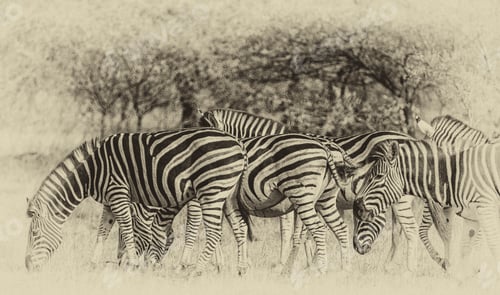 Preview: Zebras In The Hwange National Park, Zimbabwe, Vintage Style