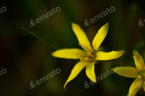 Preview: Yellow Star-Of-Bethlehem (Gagea Lutea)