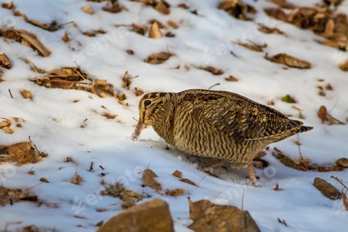 Preview: Winter, Dry Leaves And Woodcock. Camouflage Bird. Eurasian Woodcock. Scolopax Rusticola. Nature