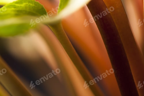 Preview: Cyclamen Leaves And Stalks With Artificial Light