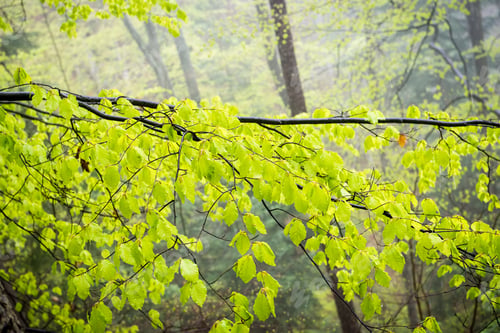 Preview: Misty Autumn Forest Trees. Nature Green Wood Sunlight Backgrounds.