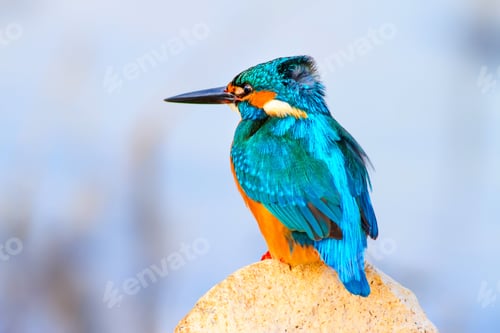 Preview: Kingfisher. Blue Natural Background.