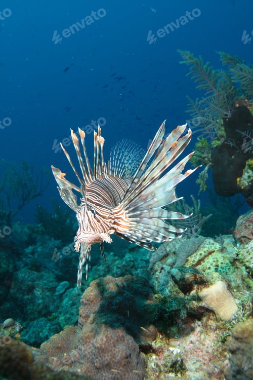 Preview: Common Lionfish