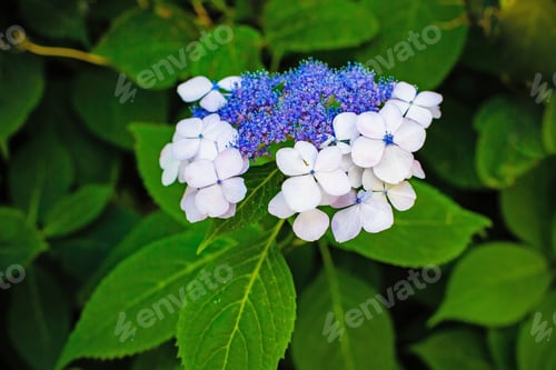 Preview: Beautiful White And Blue Flowering Hydrangea Aspera Sargentianain The Garden