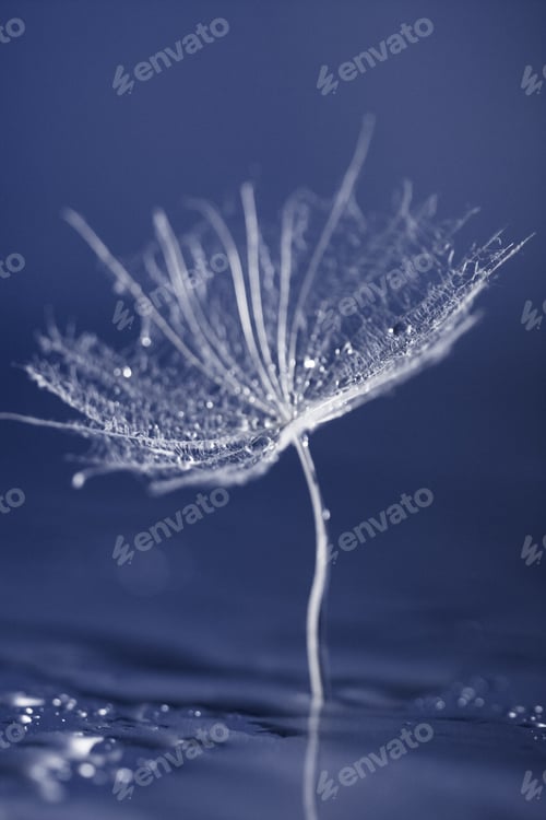 Preview: Dandelion Seed With Reflexion On Dark Background