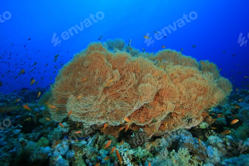 Preview: Giant Sea Fan Corals (Annella Mollis) Also Known As Gorgonian Fans