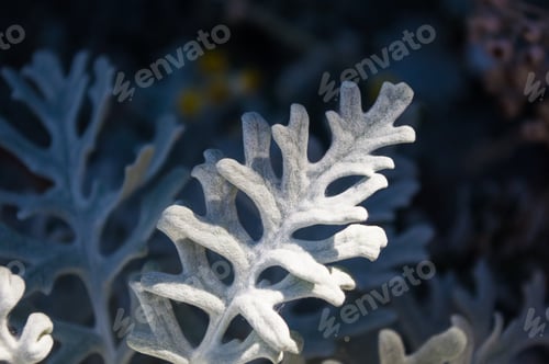 Preview: Silver Dust Cineraria Maritima In The Garden, Close Up.