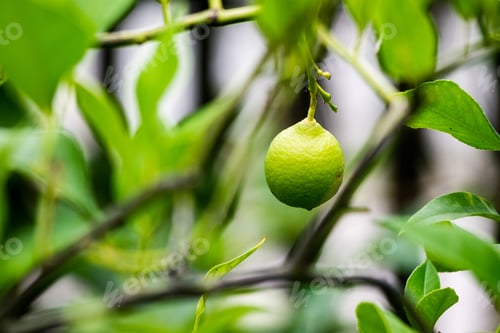 Preview: Autumn Citrus Trees With Naked Branches On A Cloudy Sky Background