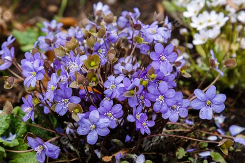 Preview: Early-Flowering Bulbous Plants Hepatica With Beautiful Blue Flowers. A Beautiful Spring Flower