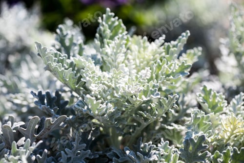 Preview: Senecio Cineraria Plant In Botanical Garden