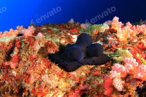 Preview: Sponge Snail