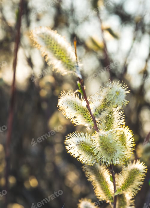 Preview: Delicate Blossoming Willow Buds. Spring Meadow