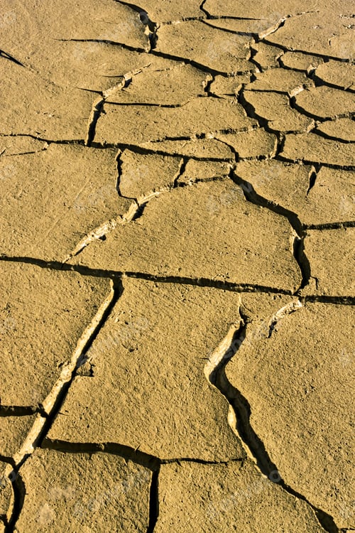 Preview: Dry Land. Drought In Nature. Footprints Of Birds. Yellow Nature Background.