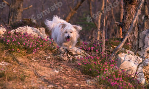 Preview: White Dog Playing In The Spring Flowers