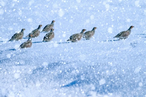 Preview: Winter Season And Birds. Falling Snow. Nature Background. Grey Partridge.