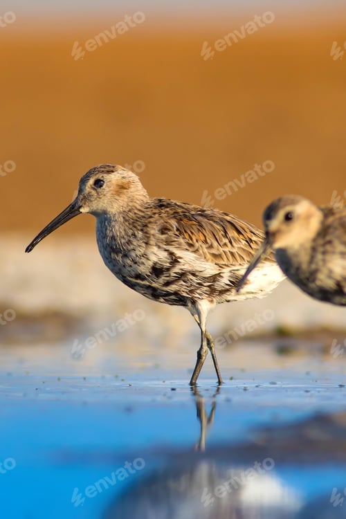 Preview: Water Bird And Colorful Nature Background. Common Water Bird: Curlew Sandpiper. Calidris Ferruginea.