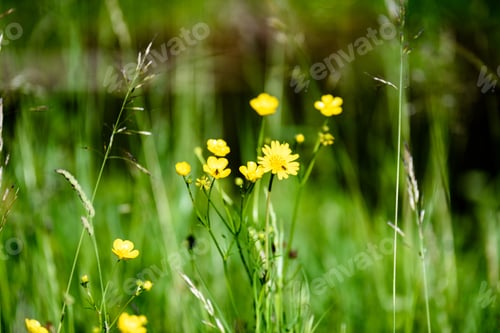 Preview: Midsummer Countryside Meadow With Flowers. Abstract Close Up Neutral Background. White And Yellow