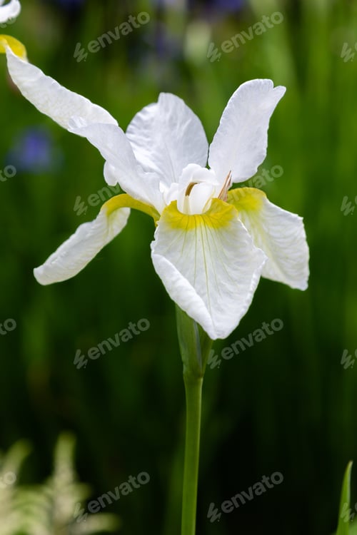 Preview: White Flower Of Iris Sibirica (Sort Snow Crest) In Garden.Siberian Iris Or Siberian Flag In Natural